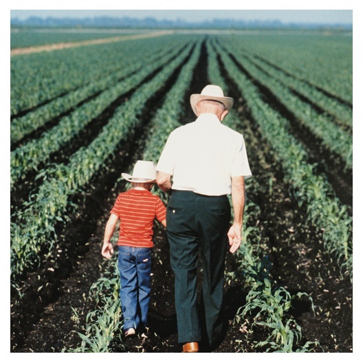 photo of a man and kid walking together in a celery field