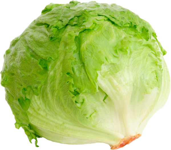 iceberg lettuce