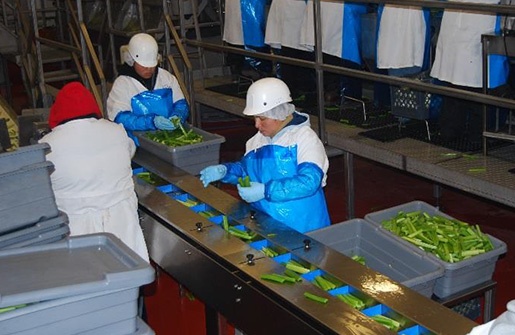 workers in a celery processing facility