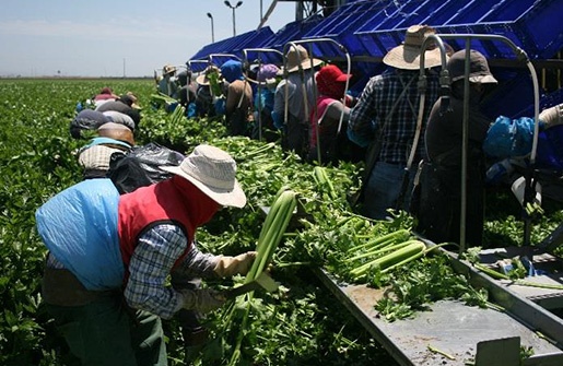 workers harvesting celery