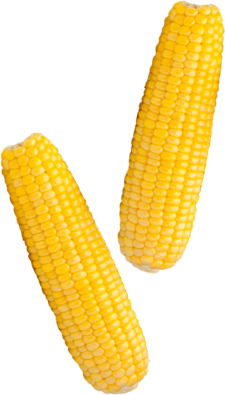 two cobs of corn