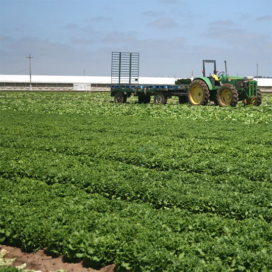 green leaf lettuce