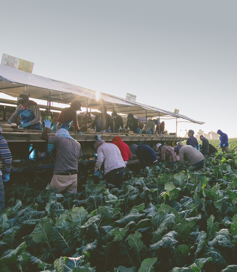 workers in the field