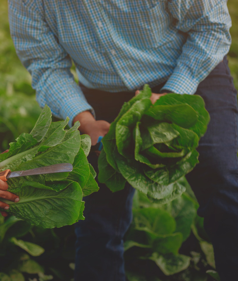 in the fields holding lettuce