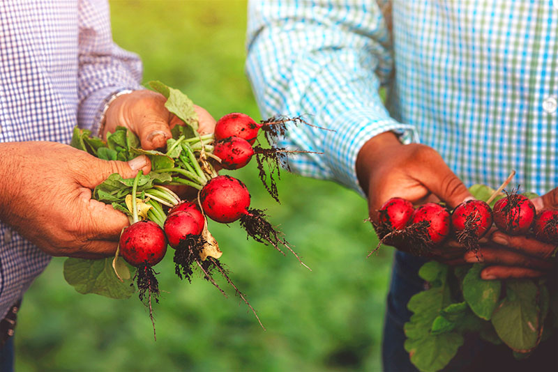 Photo of hands holding fresh picked radishes