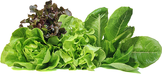 leaf lettuce