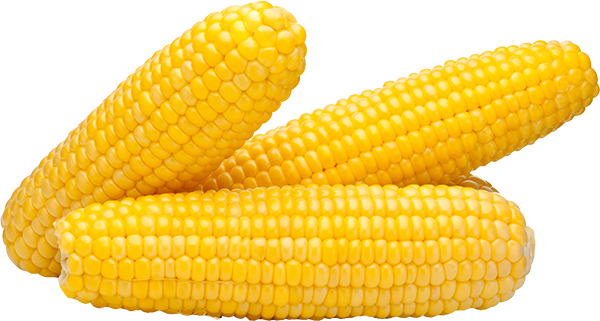 corn on the cob