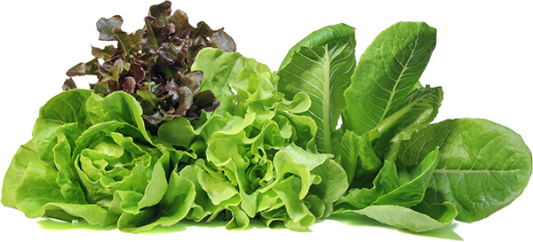 different varieties of lettuce